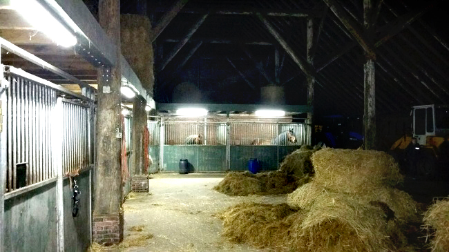 ZOHNSON led tubes installed in Dairy Farm in Netherlands